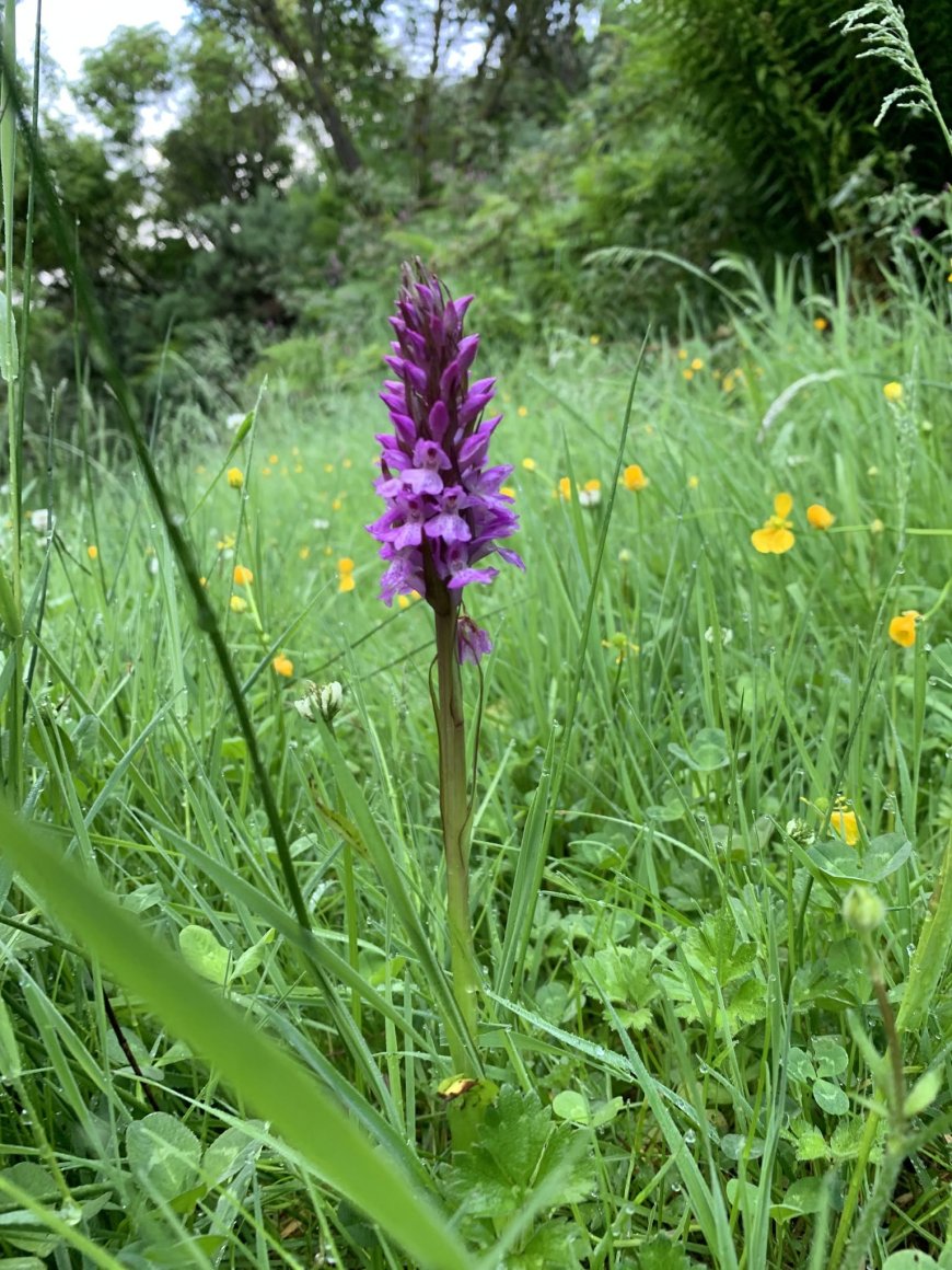 Northern marsh orchid