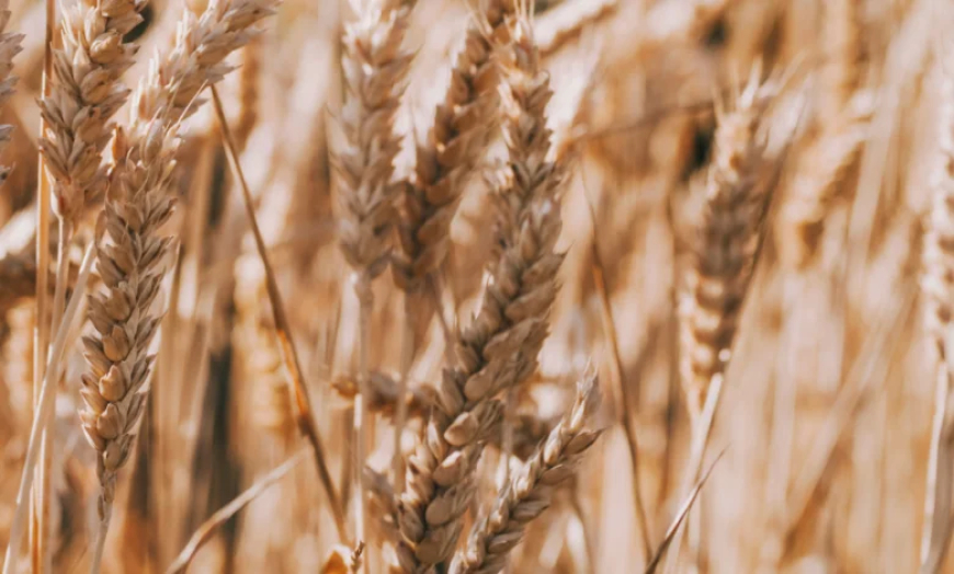 Egypt secures record wheat procurement from domestic farmers