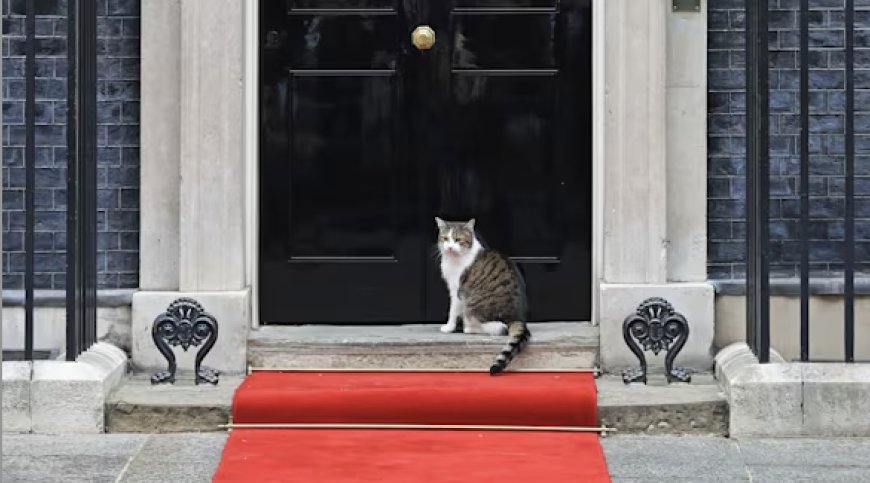 Larry the cat (c.2007- )