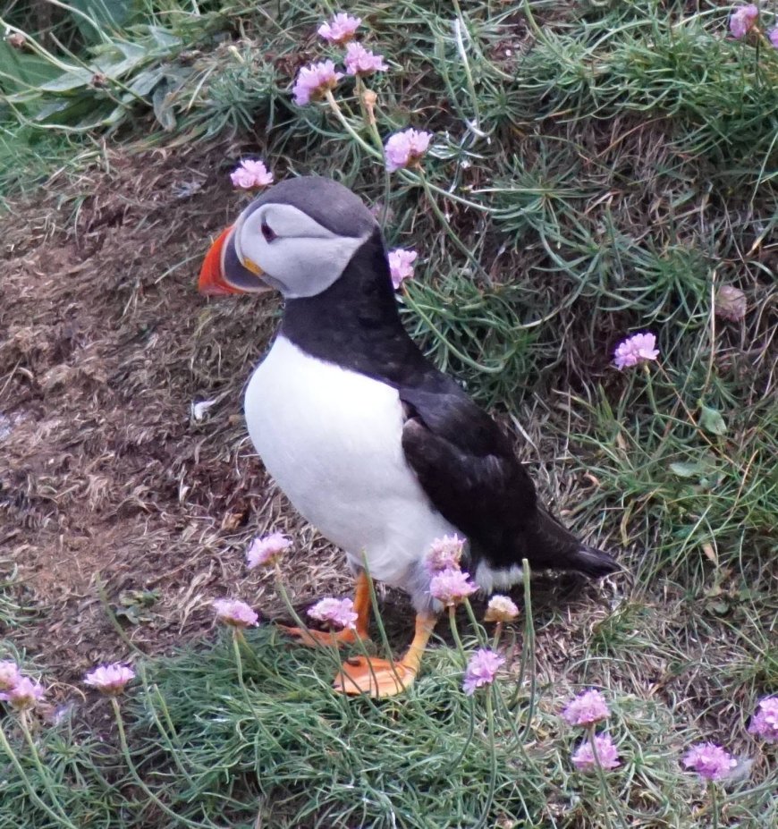 Atlantic puffin