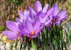 Seven surprising health benefits of saffron, from weight loss to better sleep