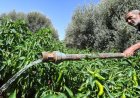 International financial institution issues urgent warning regarding economic stability inside Tunisia