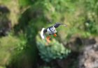 A puffin and its catch
