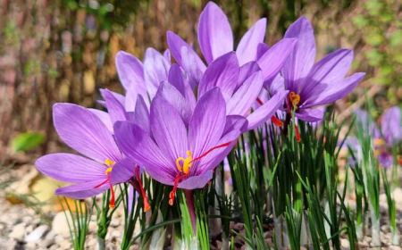 Seven surprising health benefits of saffron, from weight loss to better sleep