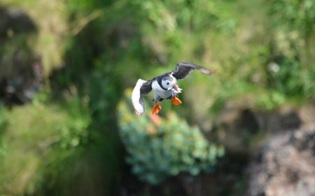A puffin and its catch