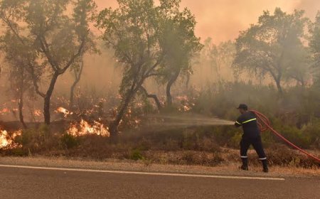 Moroccan authorities extinguish forest fires in two provinces