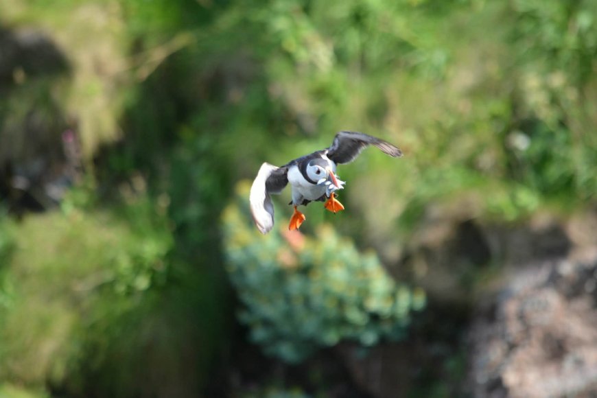 A puffin and its catch
