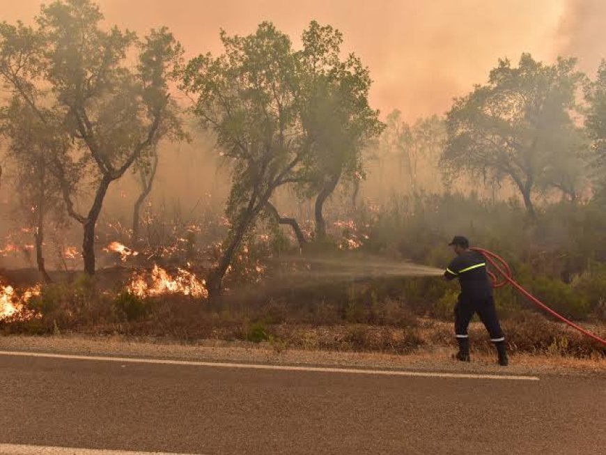 Moroccan authorities extinguish forest fires in two provinces