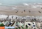 Ghana : la raie-guitare menacée d’extinction par la pollution et la surpêche